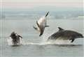 'Stay back' warning to wildlife fans following dolphin worrying incidents at Chanonry Point