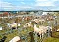 Sheep coup for Sutherland County Show