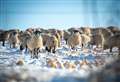 Five animals killed in sheep worrying incident