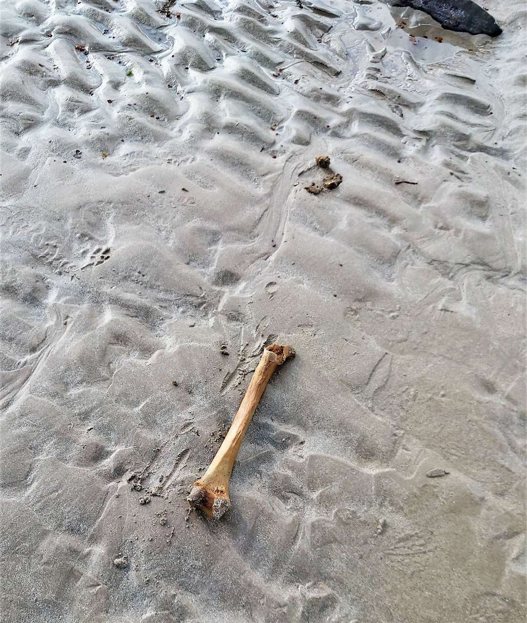 The possible human leg bone was found at low tide at Dunnet beach in August last year. Picture: Martin Gauer